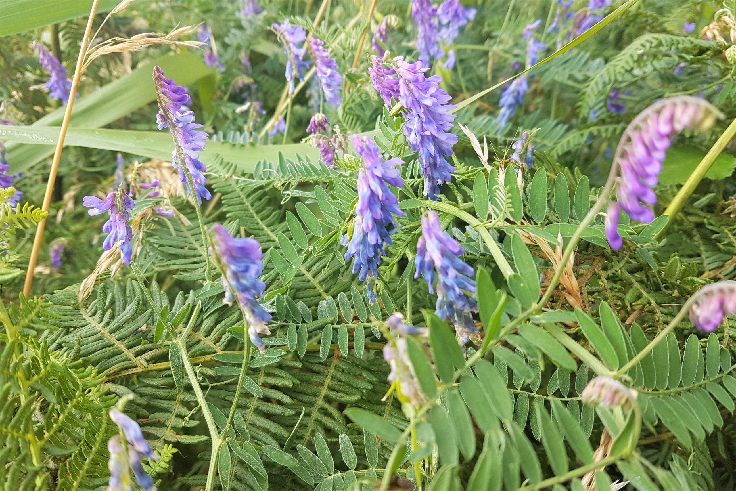 vetch