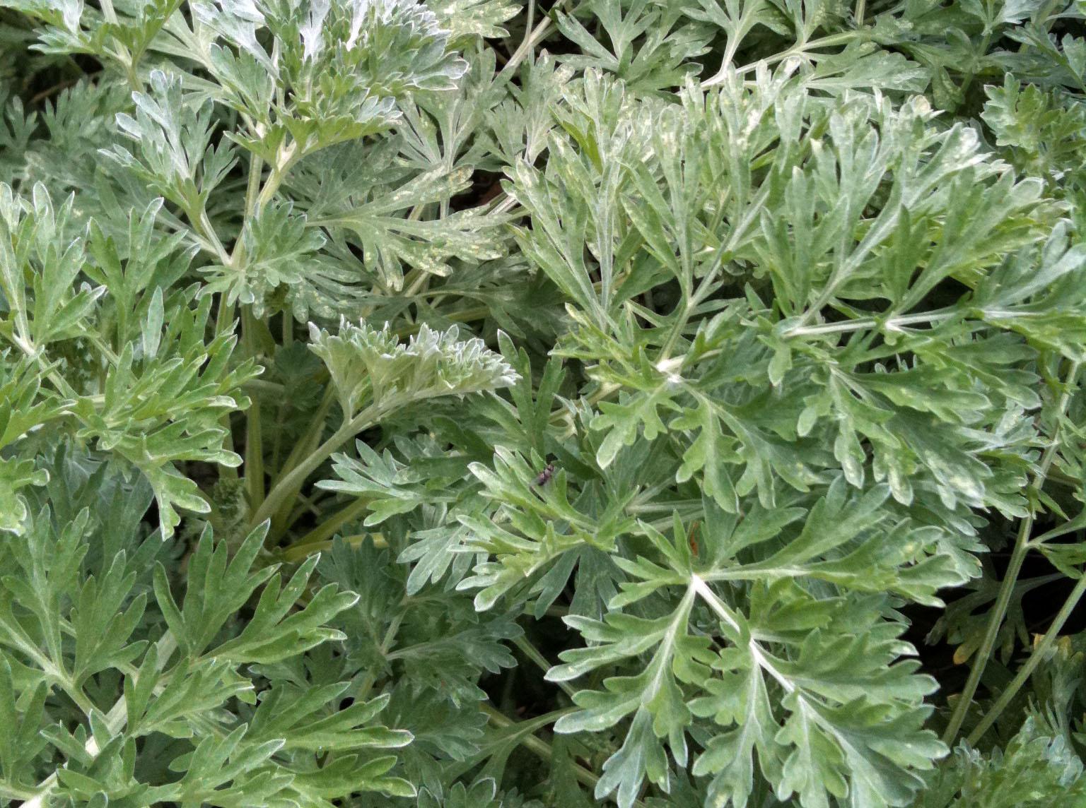 wormwood