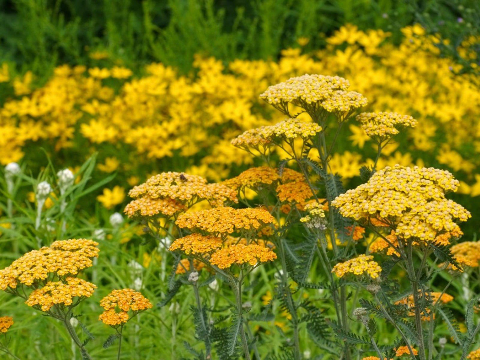 yarrow