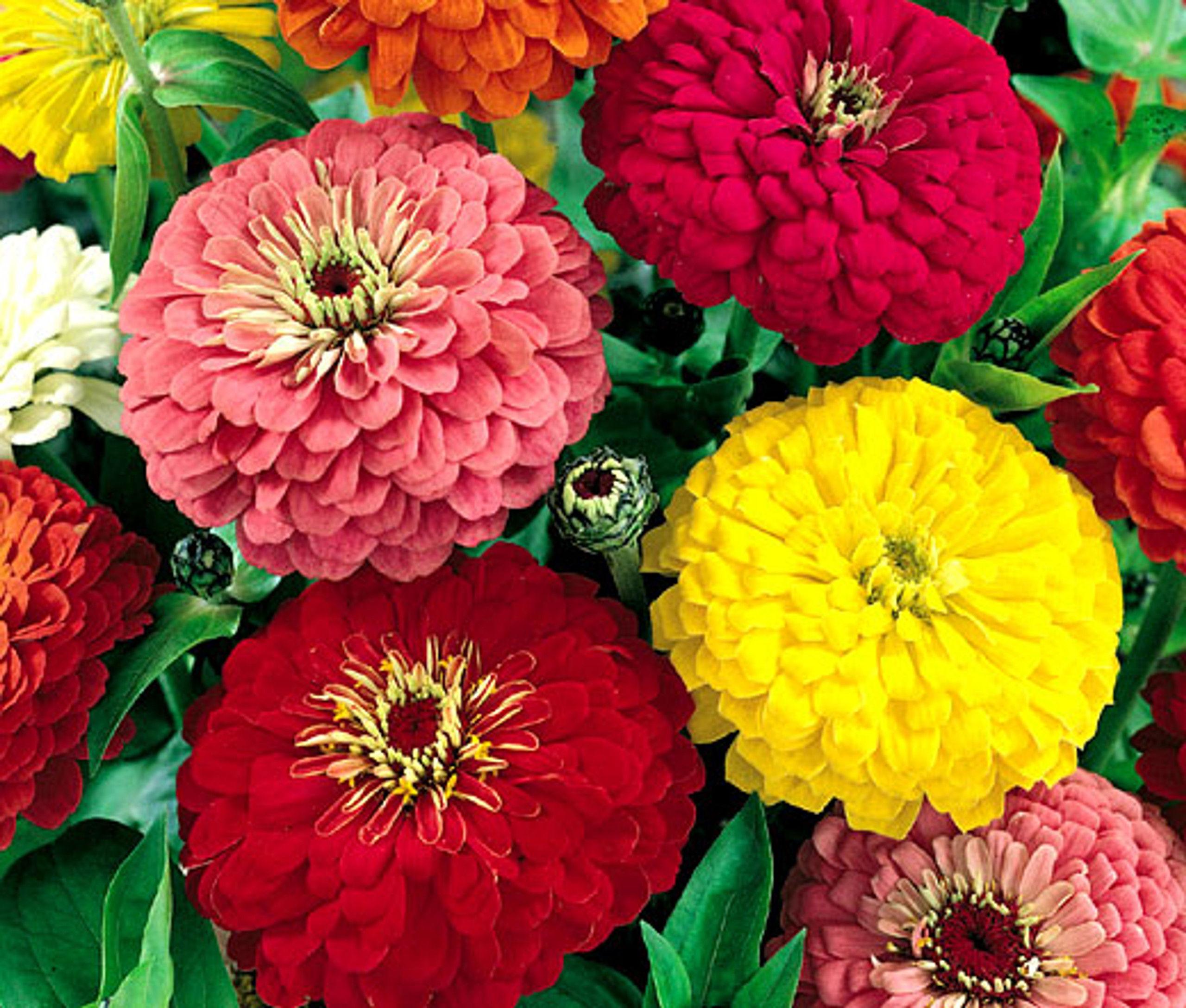 zinnia